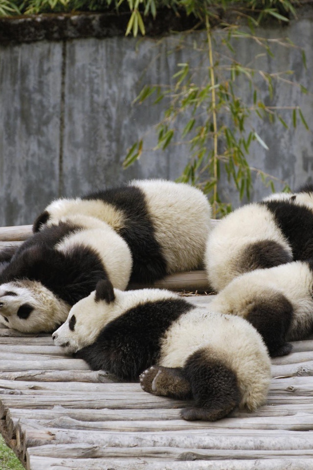 Ленивые панды спят после обеда