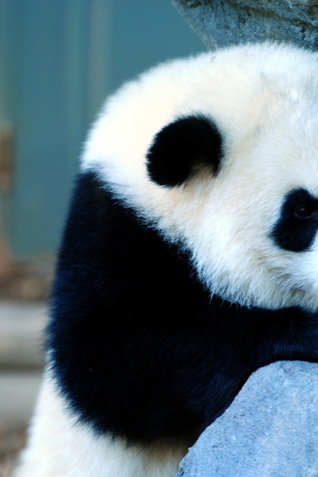 Панда у каменной стены