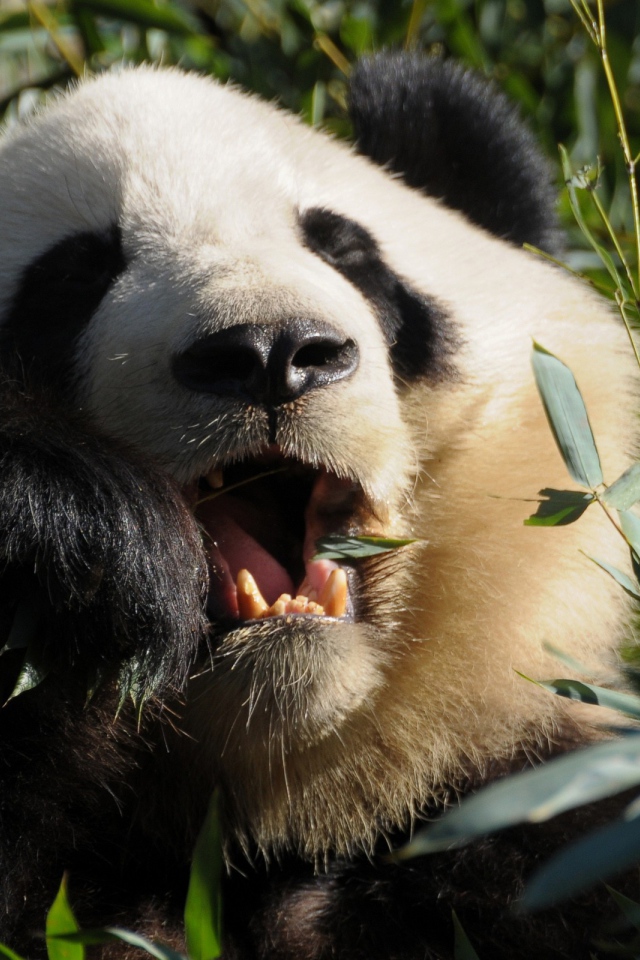 Панда среди зарослей ест листья