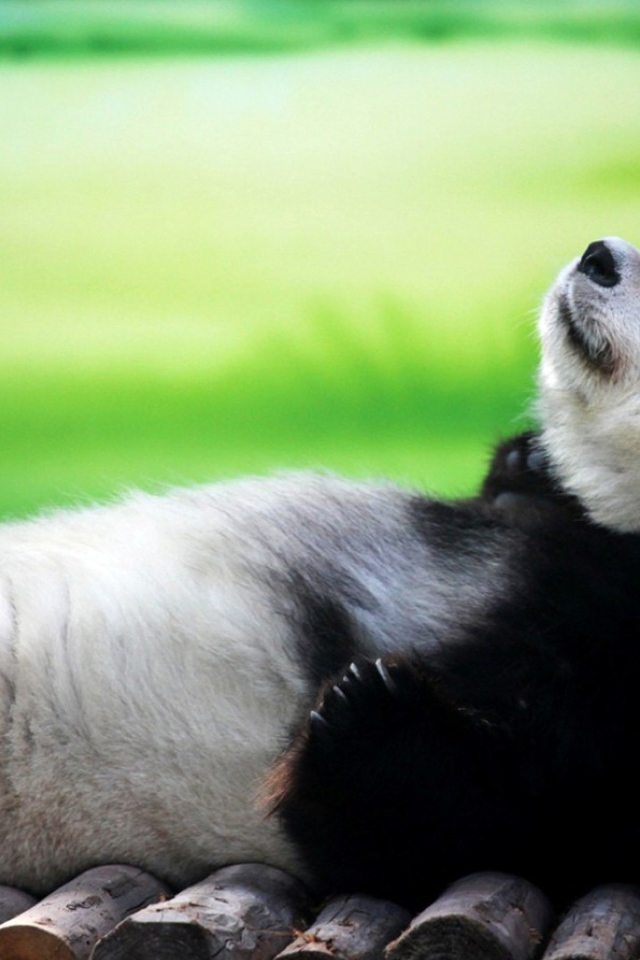 Панда лежит на спине