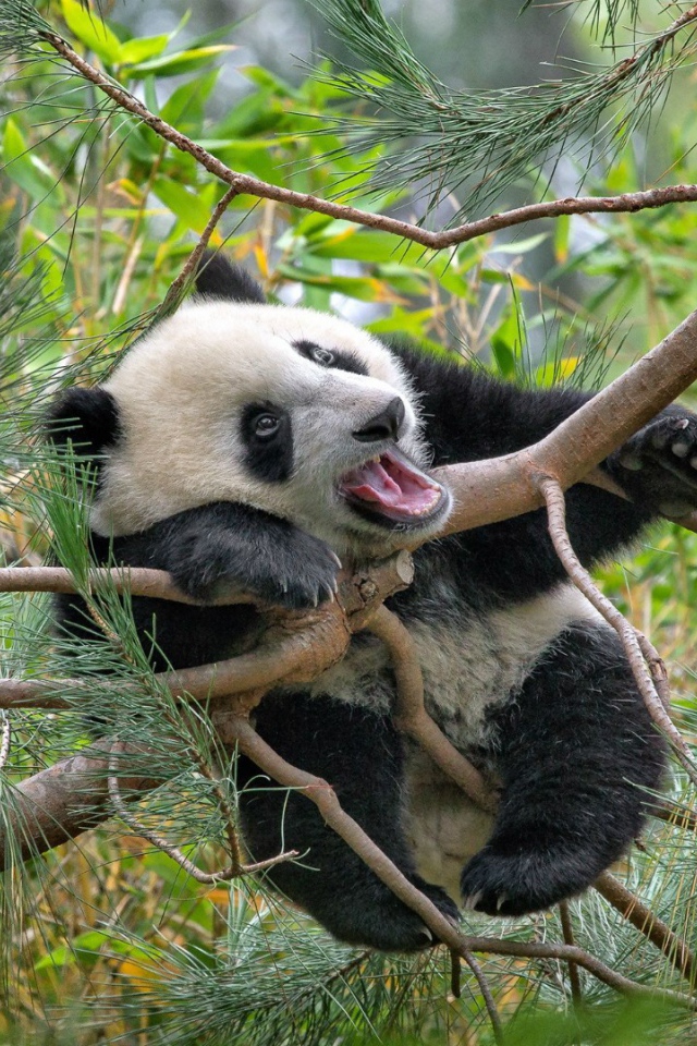 Панда на еловых ветвях