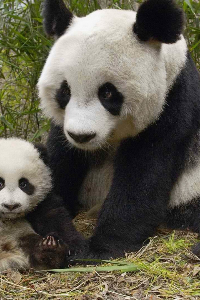 Панда с маленьким детенышем