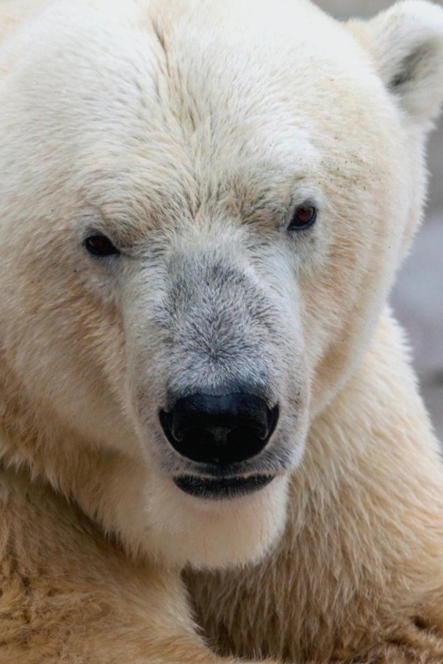 Белый медведь ест морковку