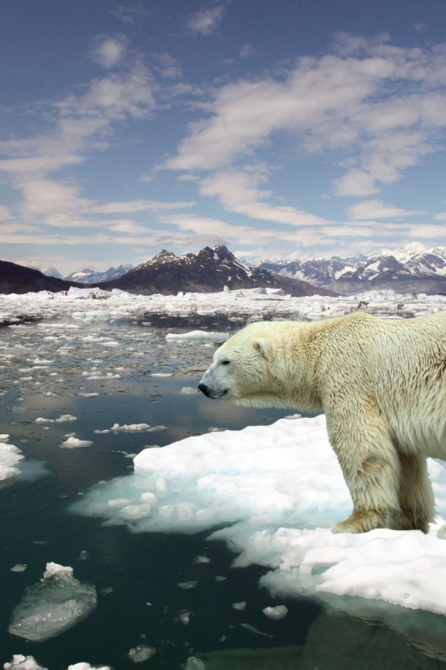 Белый медведь плывет на льдине