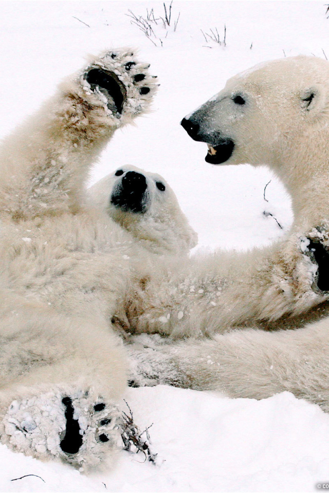 Белый медвежонок играет с мамой