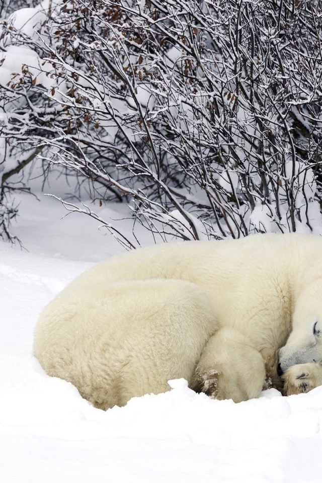 Белый медведь спит в снегу