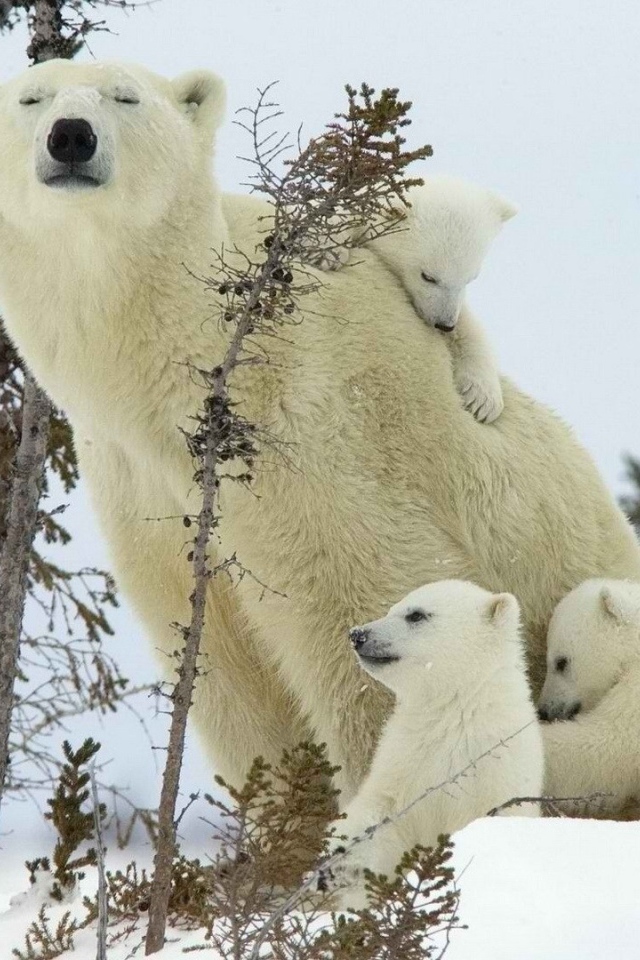 Белый медведь с детками