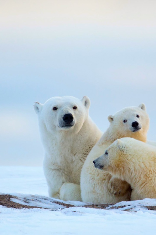 Полярные мишки на снегу