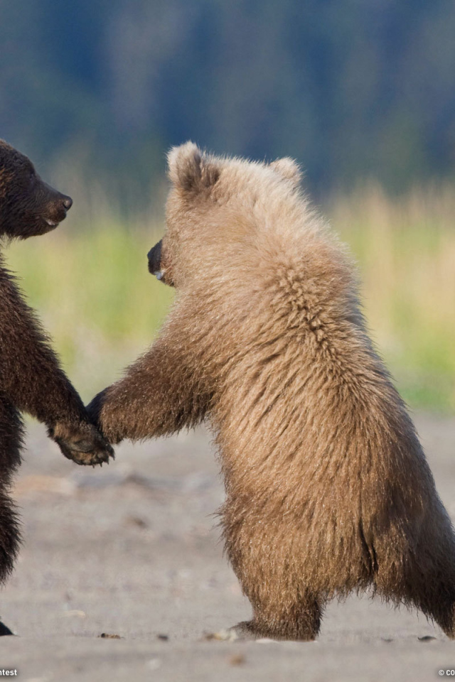 Медвежата держатся за лапы
