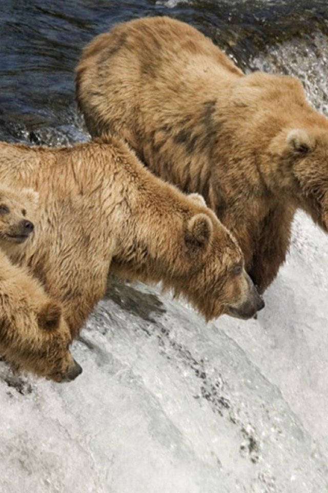 Семья медведей ловит рыбу во время нереста
