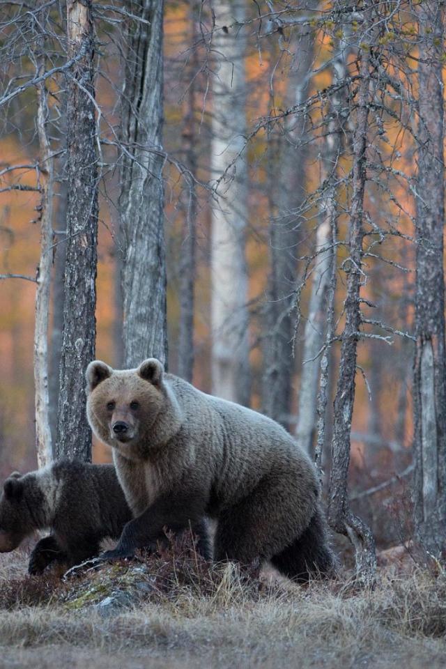 Семья медведей гуляет в лесу