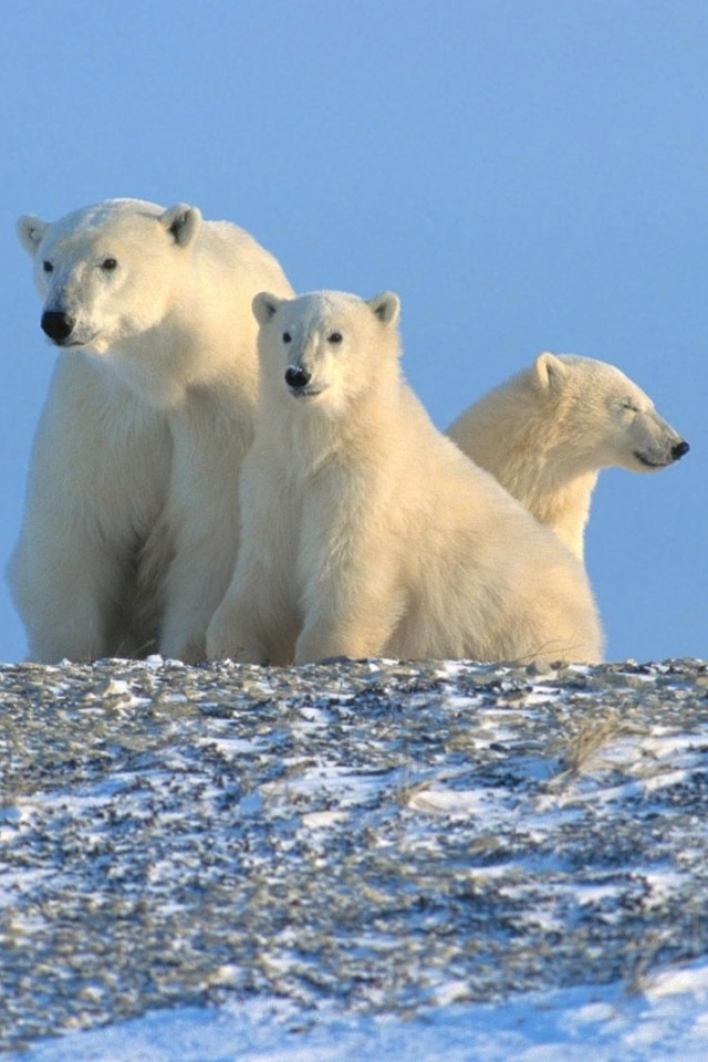 Три белых медведя за полярным кругом