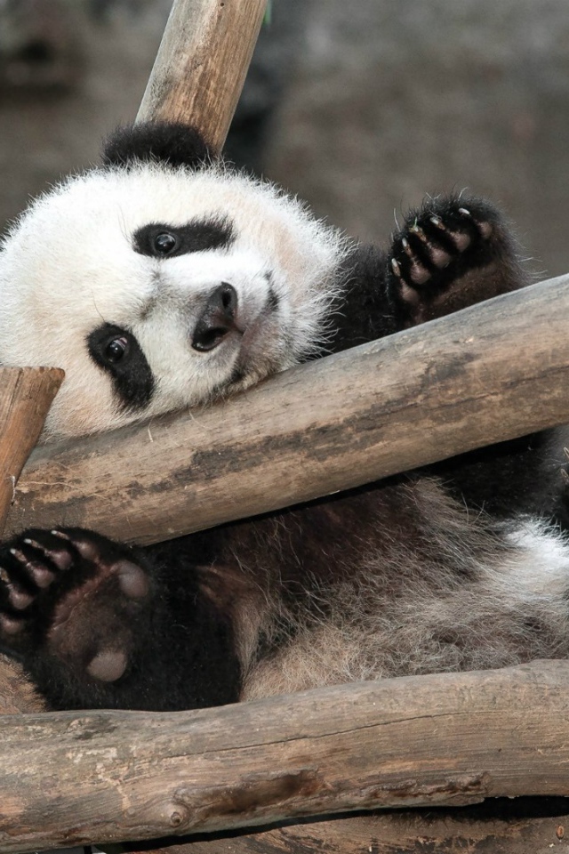 Малыш Панда в зоопарке