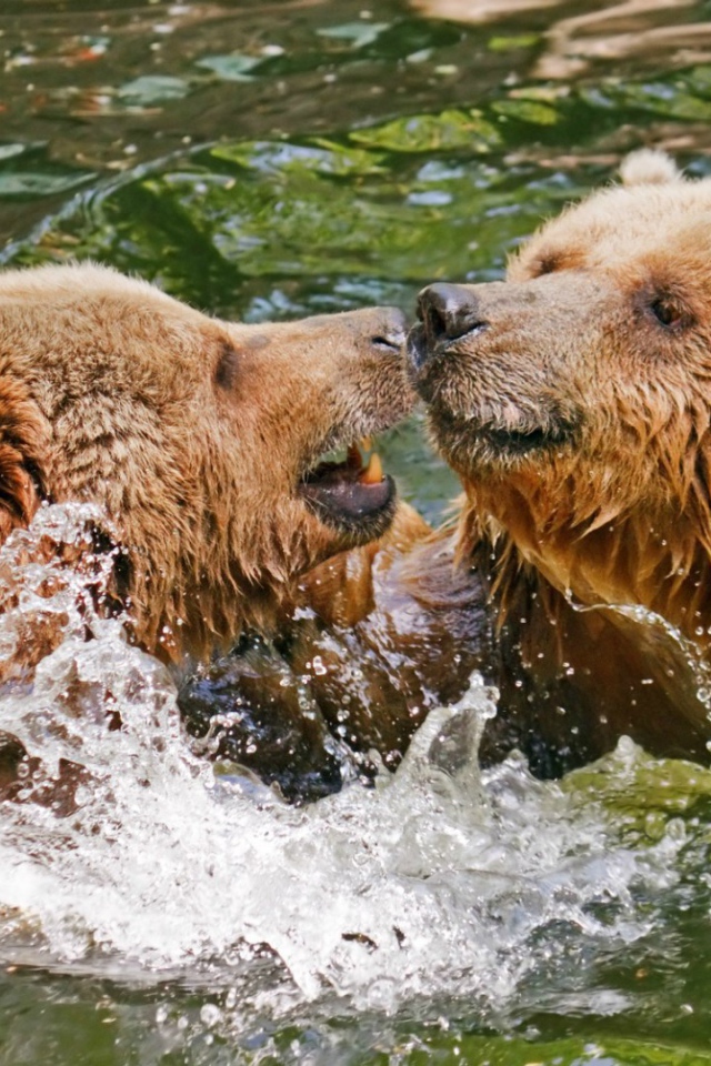 Два медведя играют в воде
