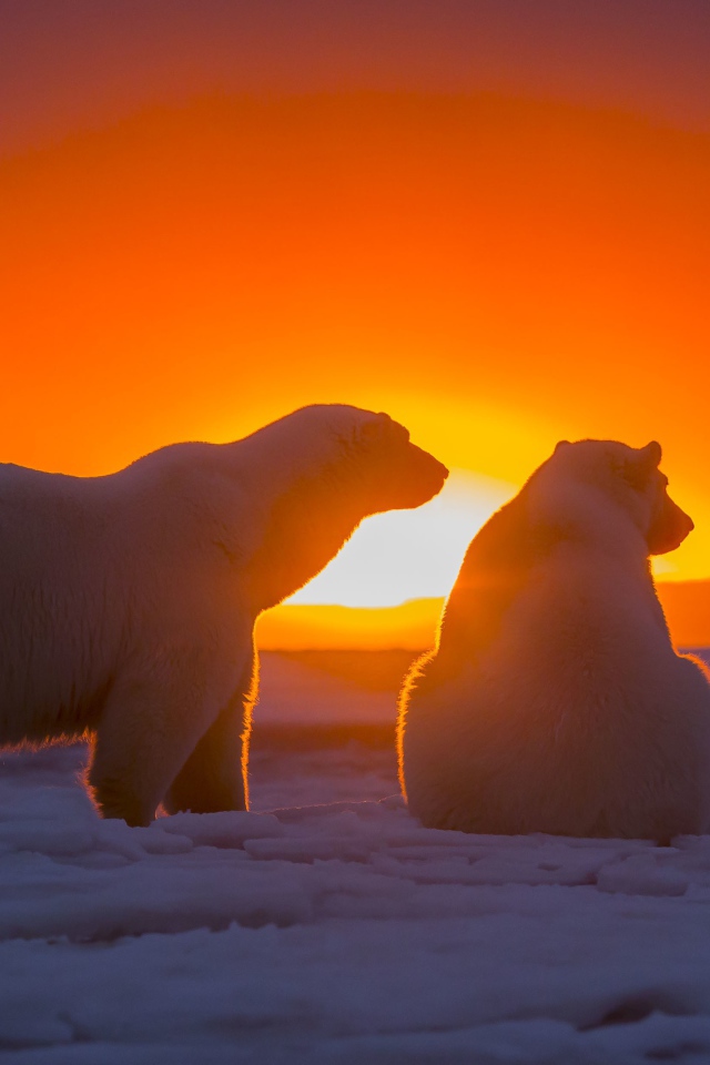 Два белых медведя смотрят на закат за полярным кругом