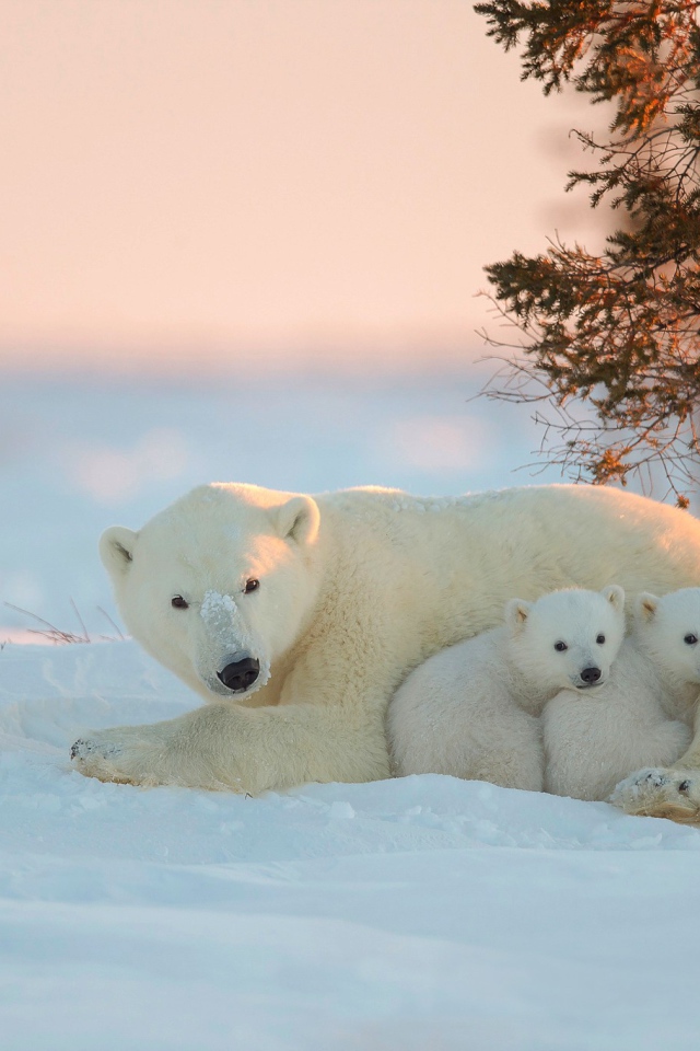 Белая медведица и два малыша