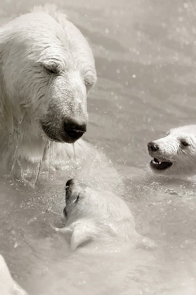 Белая медведица с детьми в воде