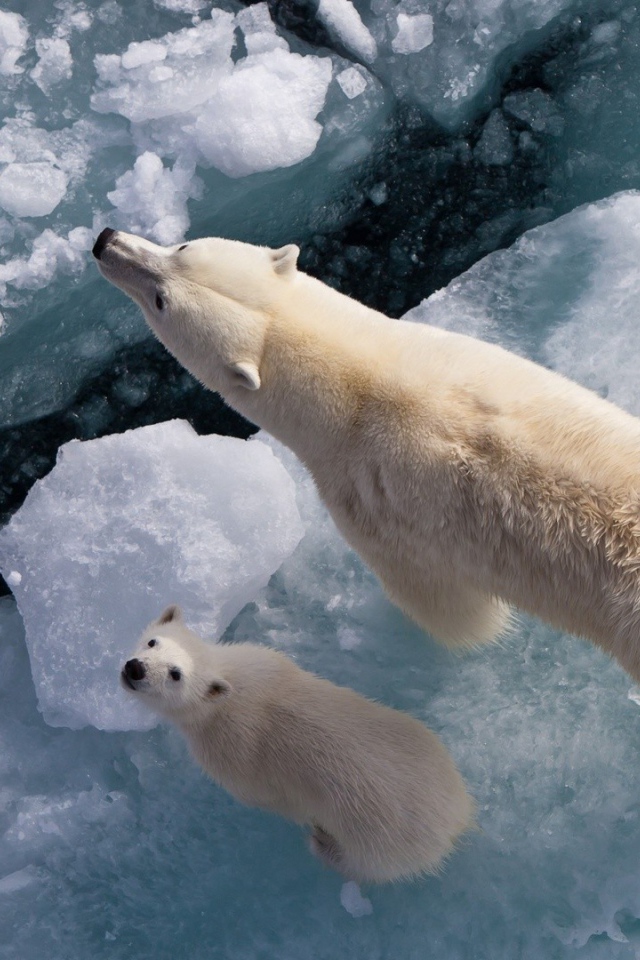 Белая медведица с медвежонком на льдине