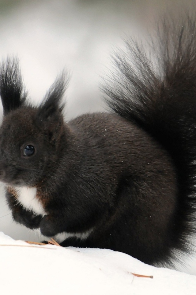 Черная белочка сидит на снегу