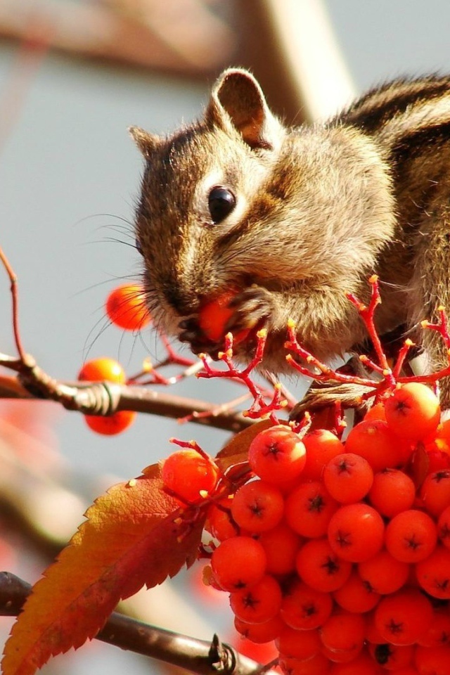 Бурундук кушает рябину