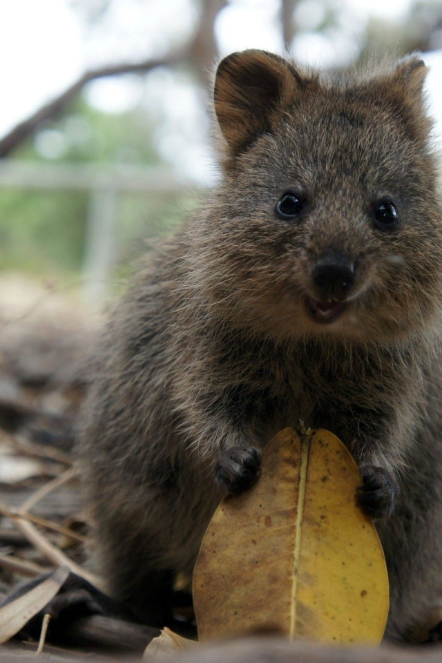 Забавный короткохвостый кенгуру