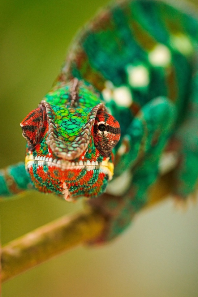 Зеленый хамелеон ползет по ветке