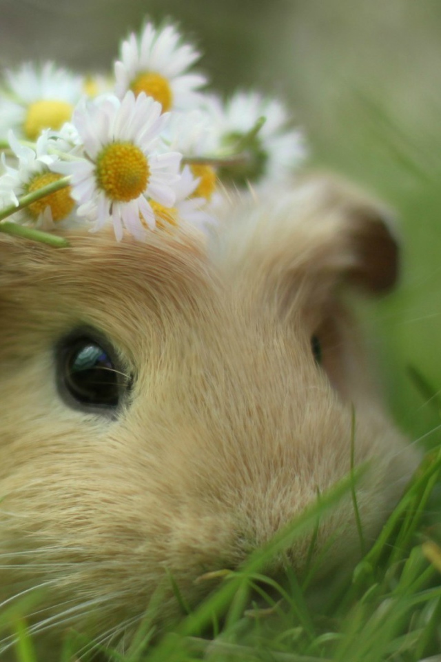 Морская свинка в траве