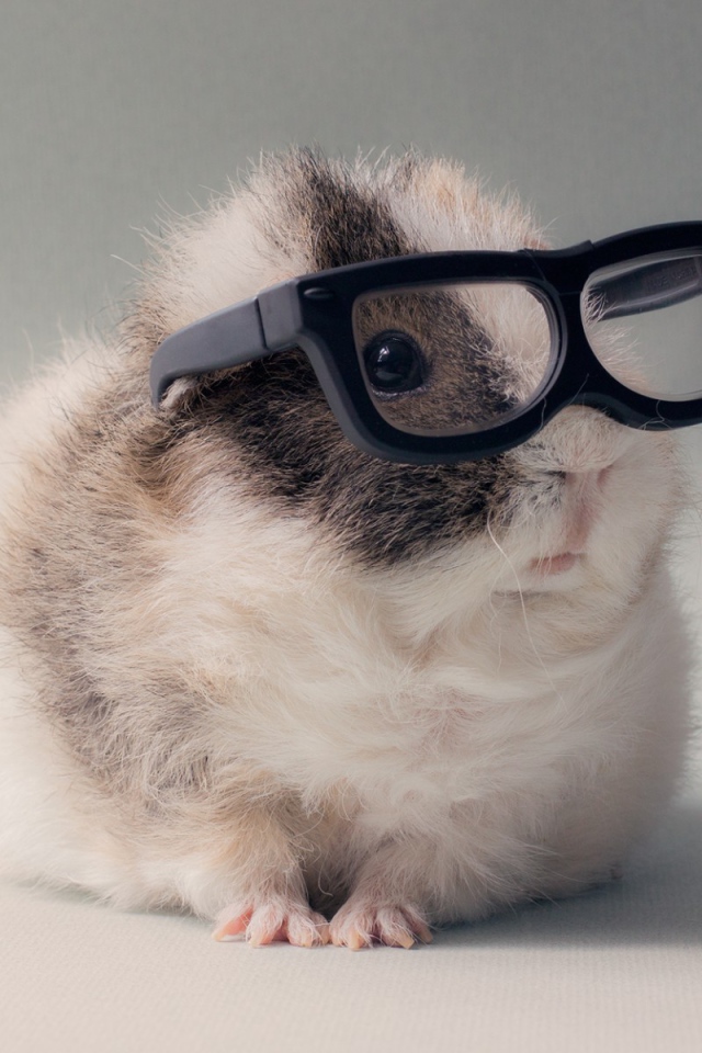 Морская свинка в очках