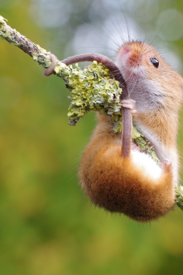 Хомяк повис на ветке