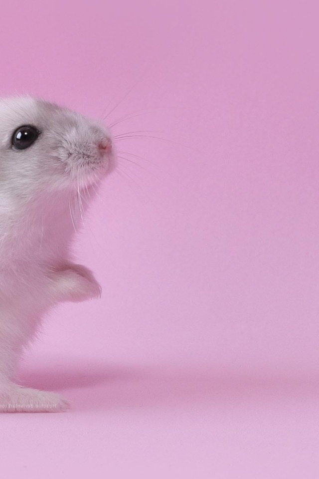 Хомяк на розовом фоне