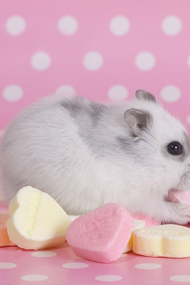 Хомячок со сладостями