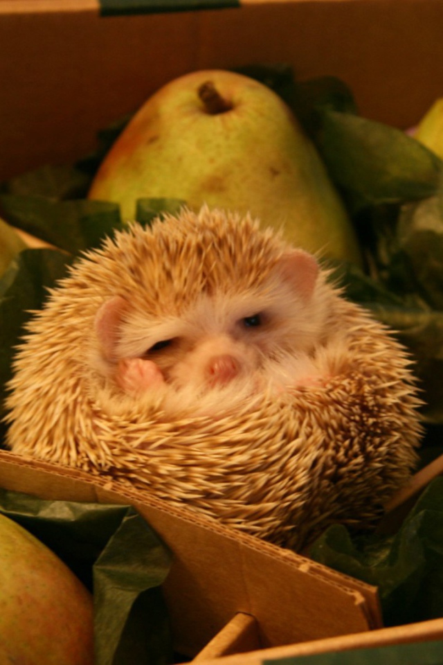 Ёж среди груш