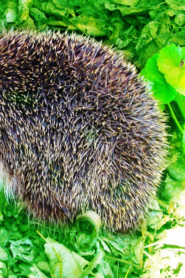 Еж сидит на зеленых листьях
