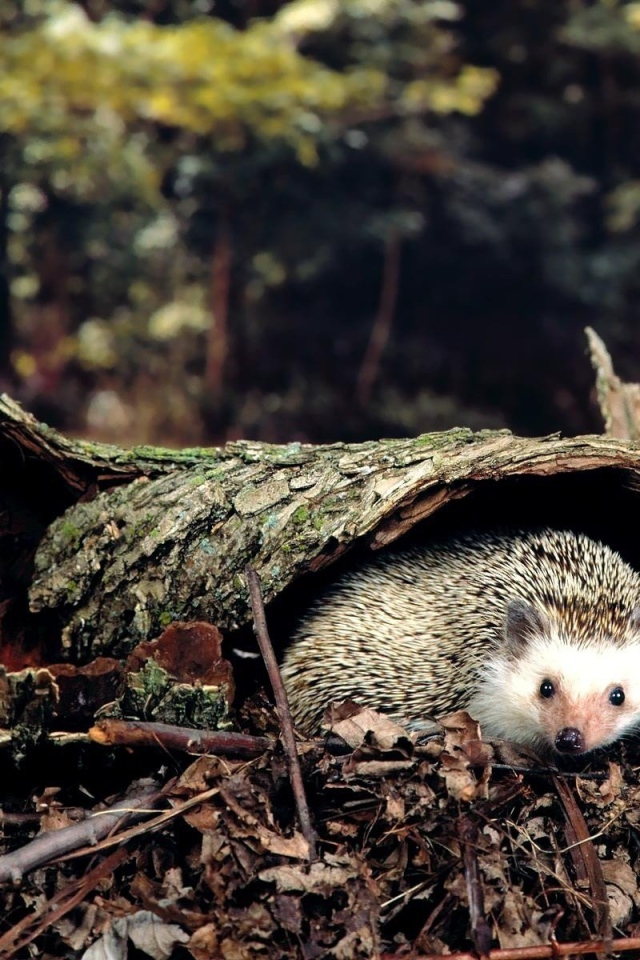 Ежик под корой дерева
