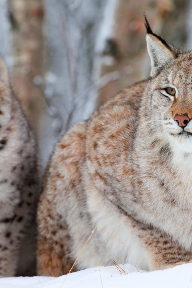 Рысь с детёнышем