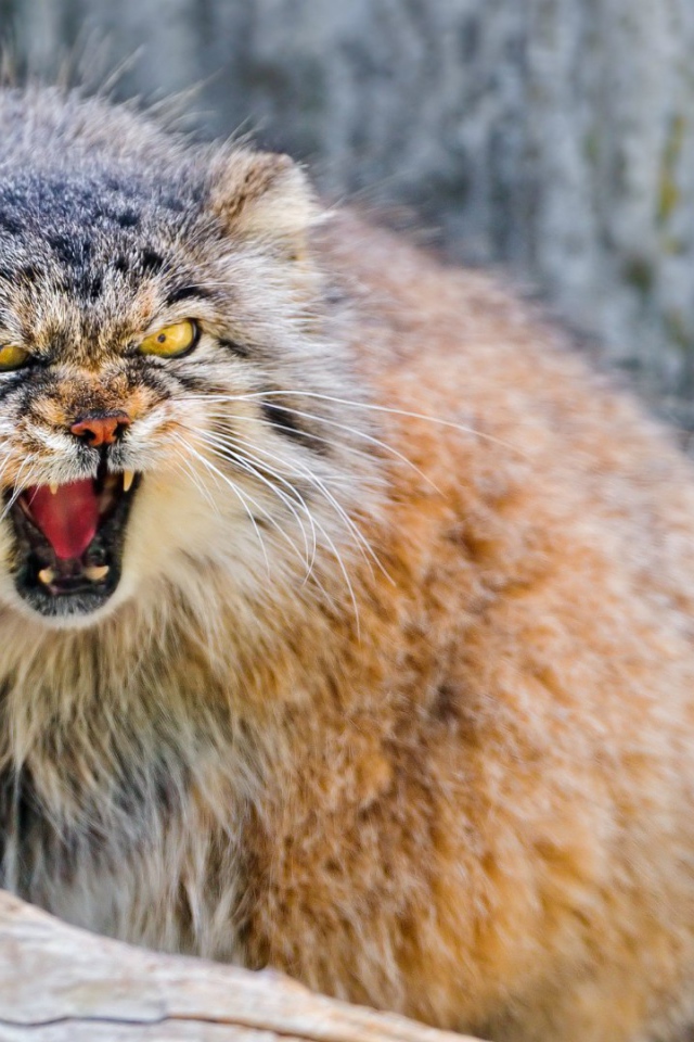 Манул в ярости