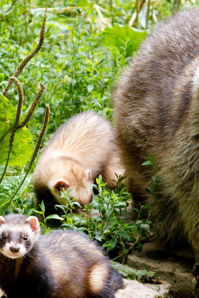 Енот-полоскун со своими детенышами