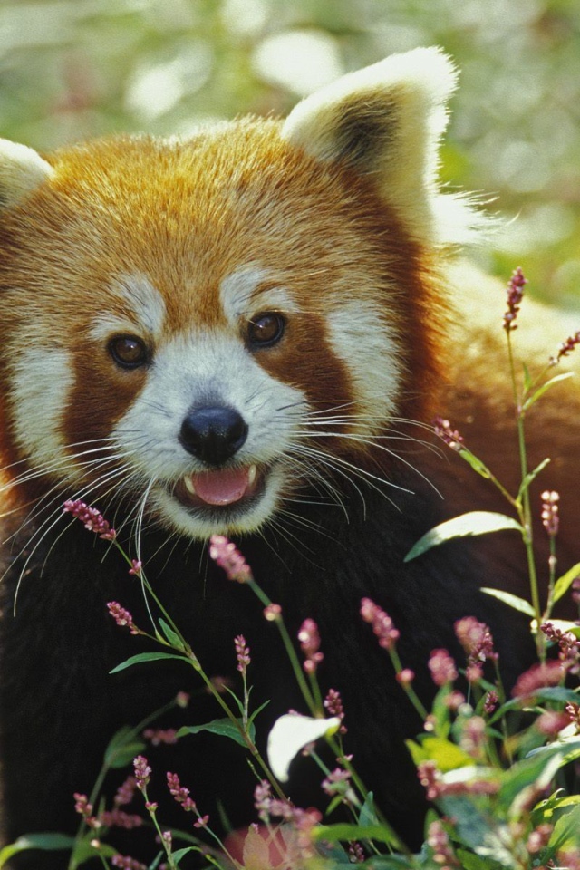 Красная панда в траве