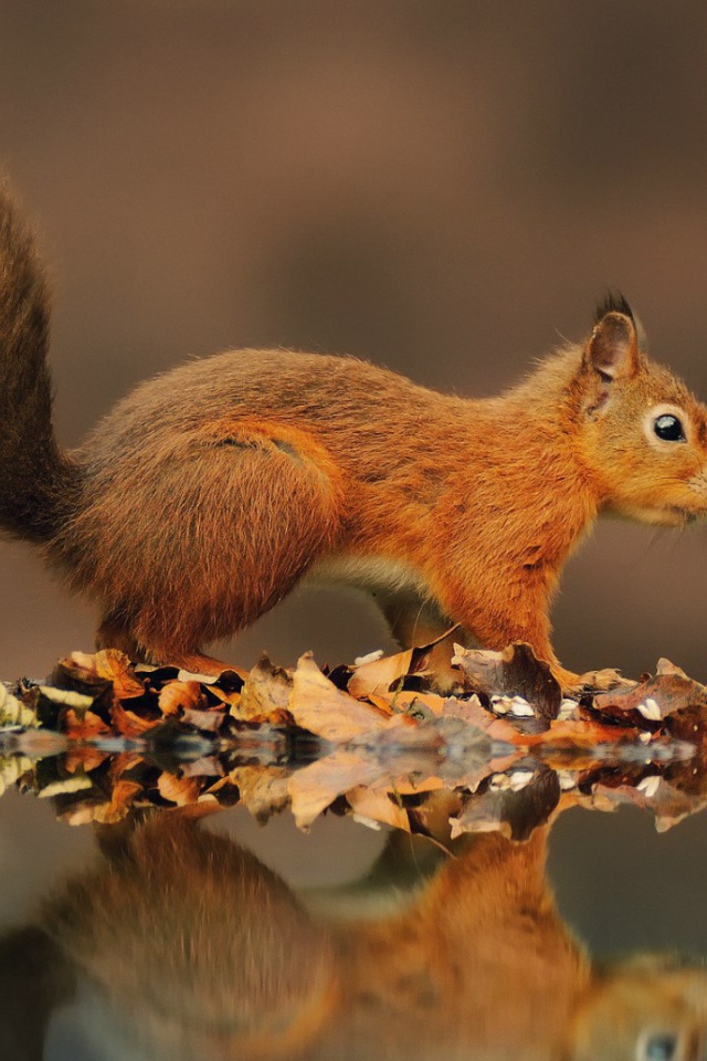 Рыжая белка на берегу пруда