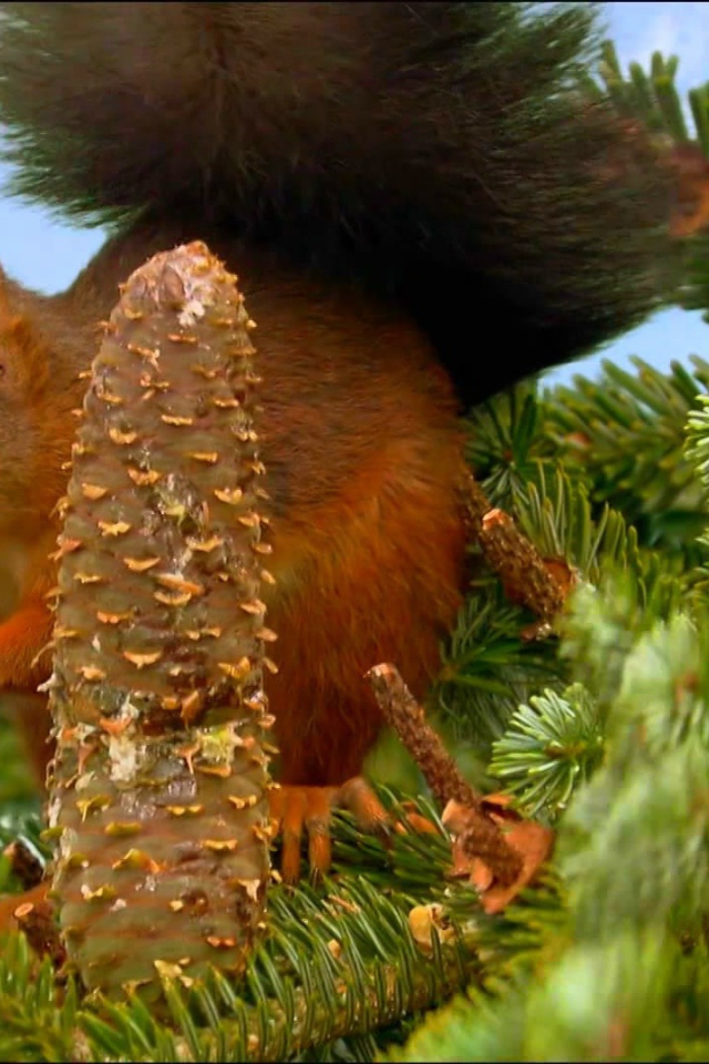 Белка собирает шишки на ёлке