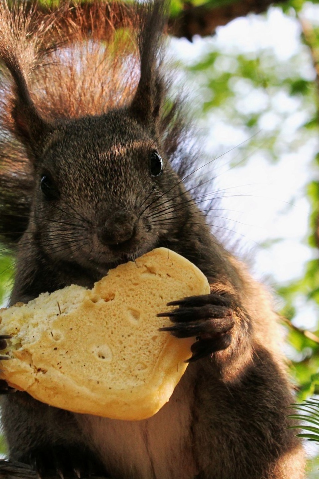 Белка ест булочку