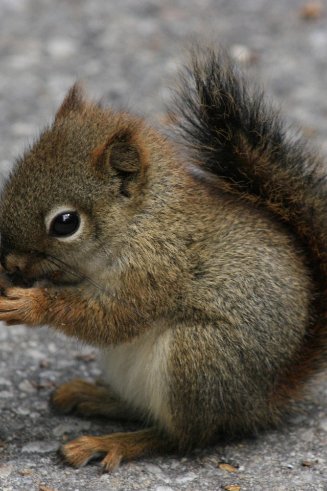 Бельчонок ест орех