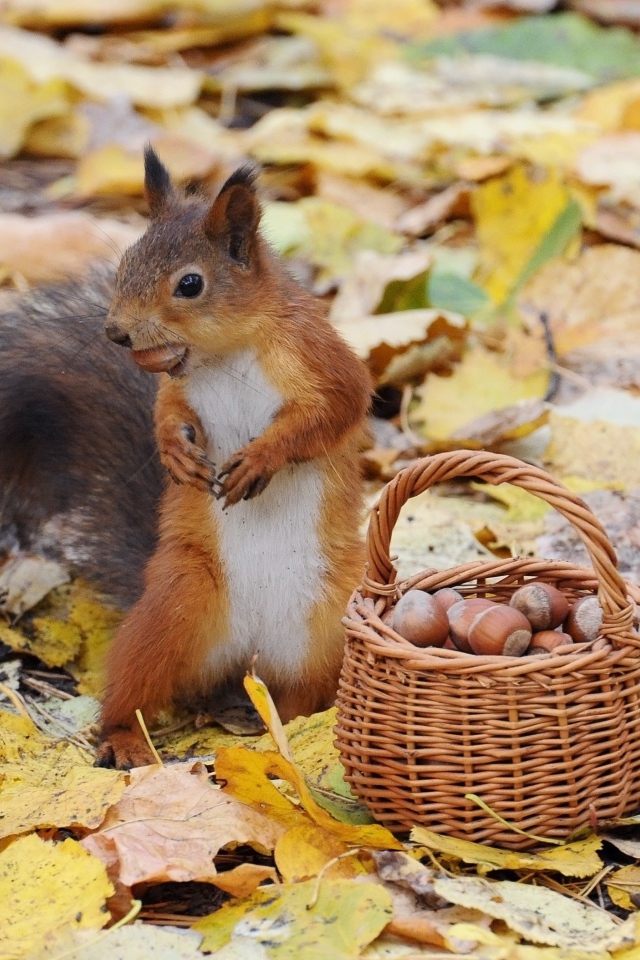 Белка у корзины с орехами