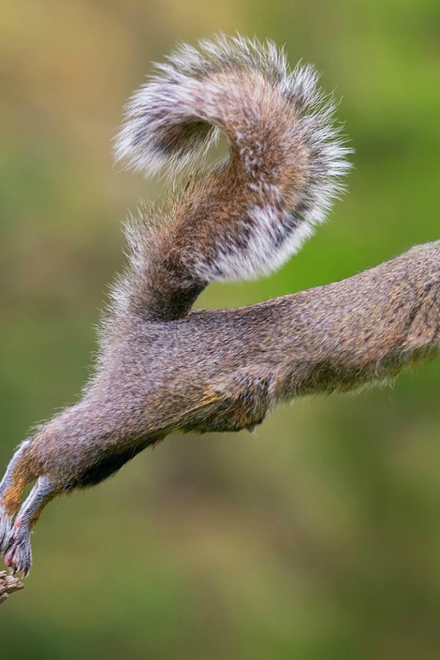 Белка совершает прыжок