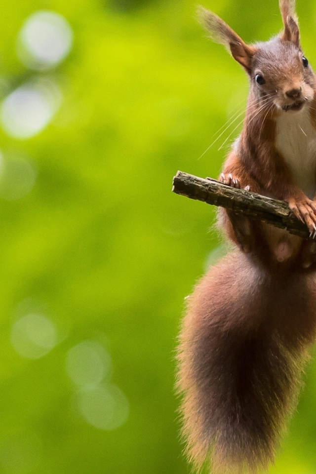 Белка на сучке дерева