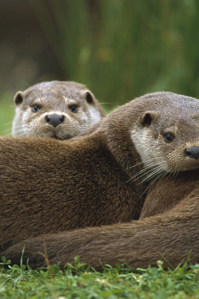 Две выдры лежат на траве