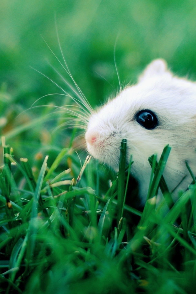 Белый хомяк в траве