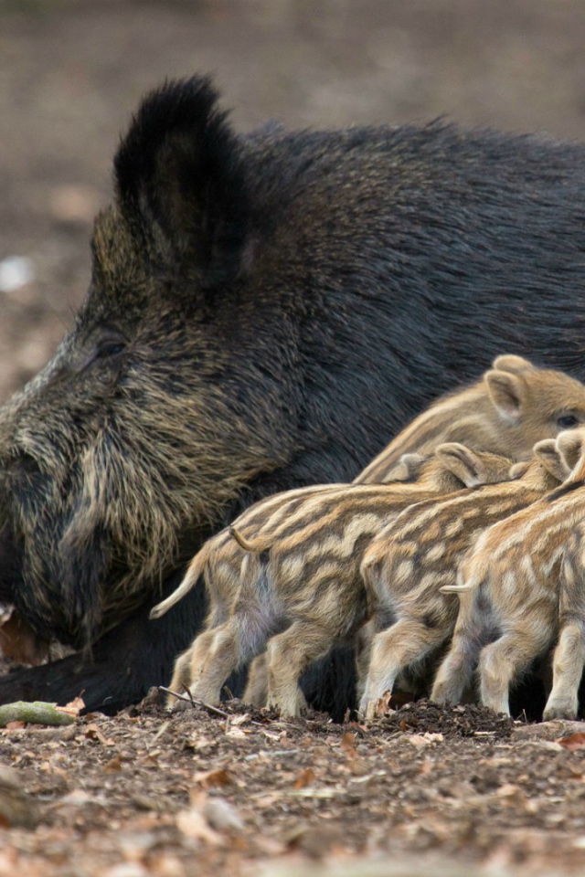 Дикие поросята с мамой