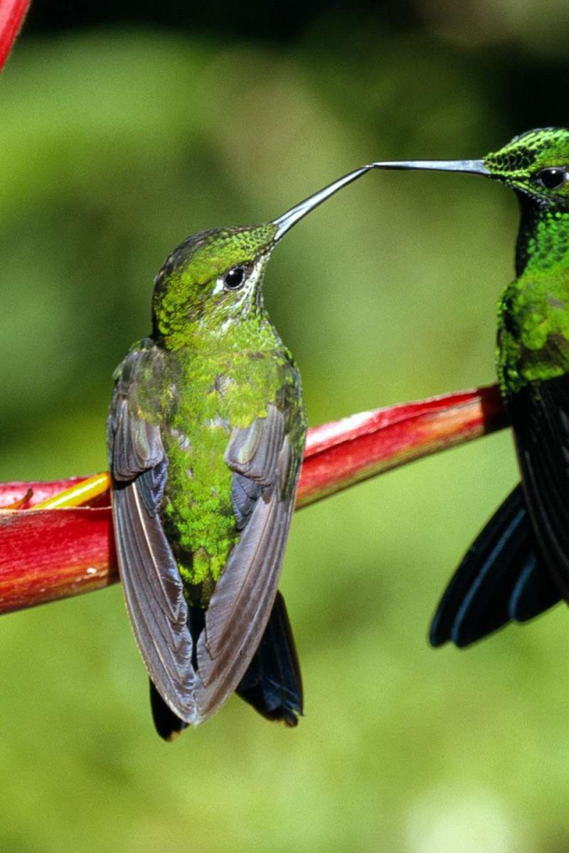 Семейная пара зеленых колибри
