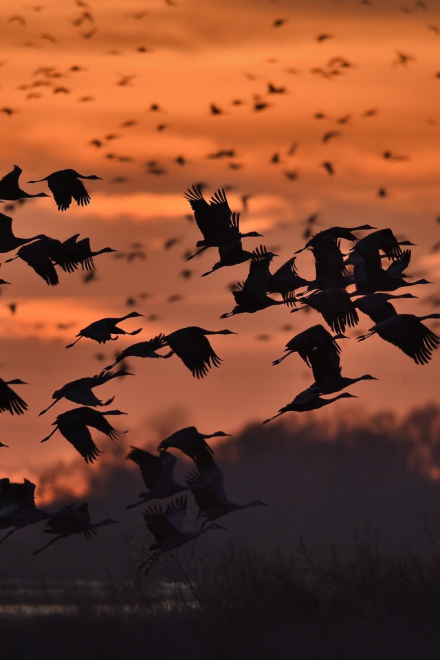 Стая диких уток на фоне заката